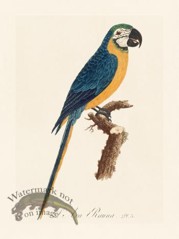 Barraband Parrot 003